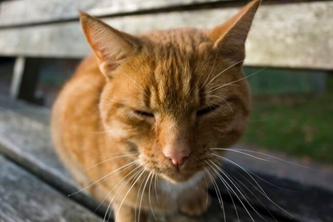【要注意】モグニャンは腎臓病のシニア猫にはNG！それでも予防に最適と言われる4つの理由