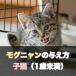 【保存版】1歳までの子猫に対するモグニャンの与え方、給餌量、注意点