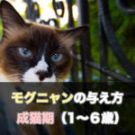 【保存版】1～6歳の成猫期の猫ちゃんへモグニャンを与える際の注意点